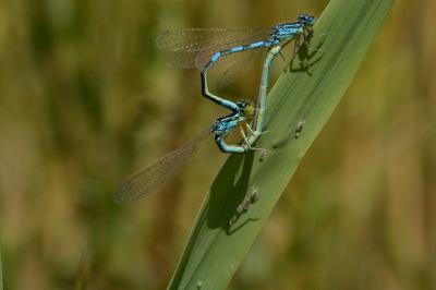 Agrion mignon 