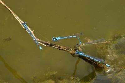 Agrion porte-coupe