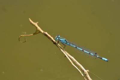 Agrion porte-coupe