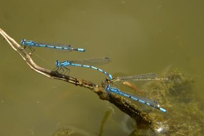 Agrion porte-coupe