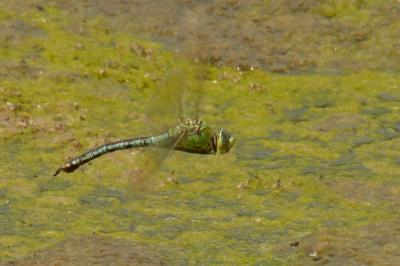 Anax empereur 