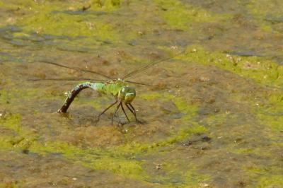 Anax empereur 