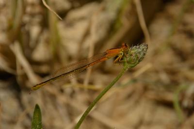 Agrion nain 