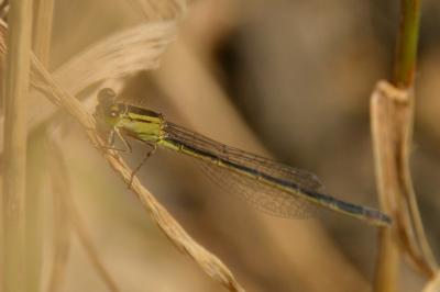 Agrion porte-coupe