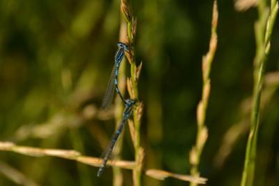 Agrion mignon 