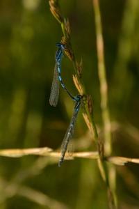 Agrion mignon 