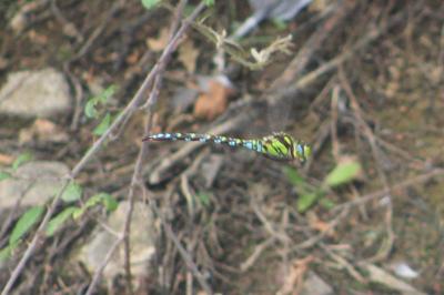 Aeschne bleue 