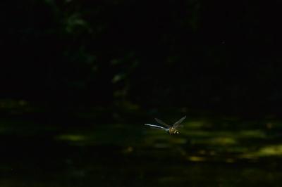 Anax empereur 