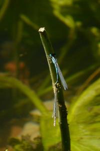Agrion de Vander Linden
