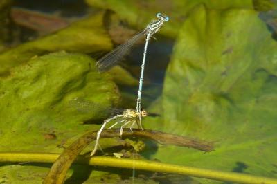 Agrion à larges pattes