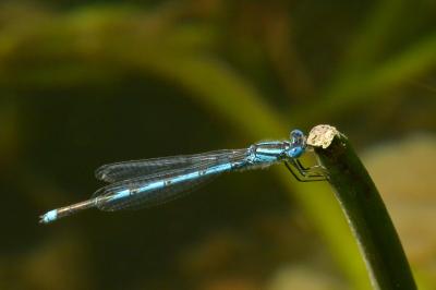 Agrion de Vander Linden