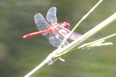 <i>Sympetrum</i>