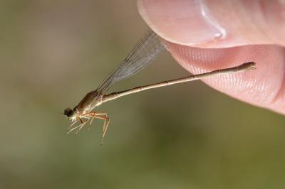 Agrion nain 