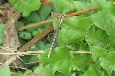 Agrion à larges pattes