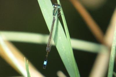 Agrion élégant