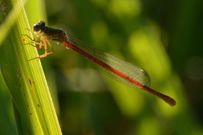 Agrion délicat