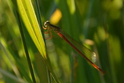 Agrion délicat