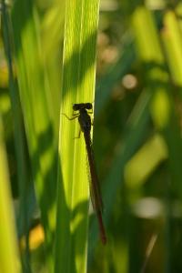 Agrion délicat
