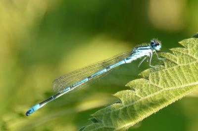 Agrion jouvencelle