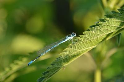 Agrion jouvencelle