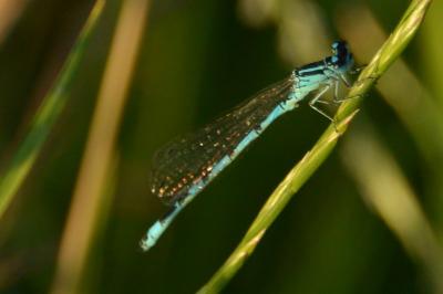 Agrion de Mercure