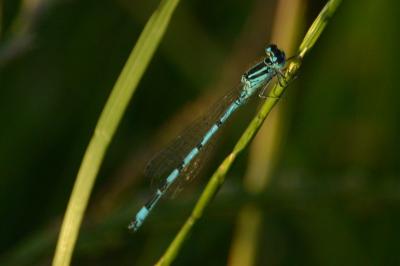 Agrion de Mercure