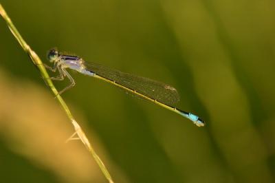 Agrion élégant