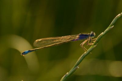 Agrion élégant