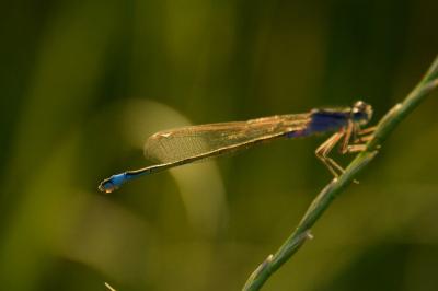 Agrion élégant
