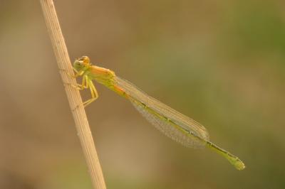 Agrion nain 