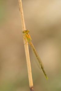 Agrion nain 