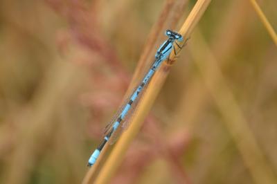 Agrion porte-coupe