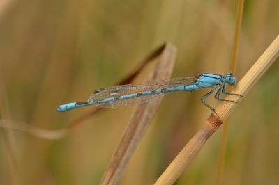 Agrion porte-coupe