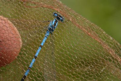 Agrion porte-coupe
