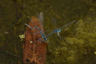 Agrion mignon 