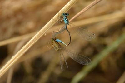 Agrion élégant