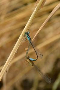 Agrion élégant