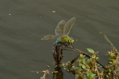 Anax empereur 