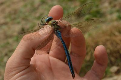 Anax empereur 