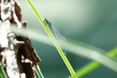 Agrion élégant
