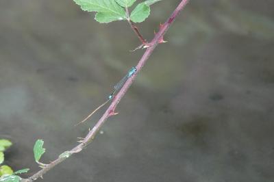 Agrion élégant