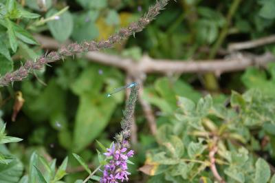 Agrion élégant