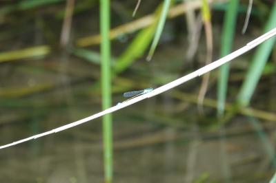 Agrion élégant