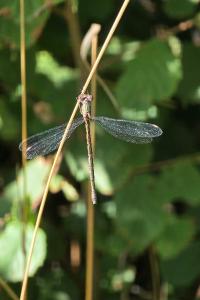 Leste vert