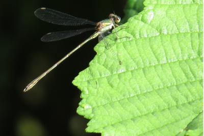 Leste vert