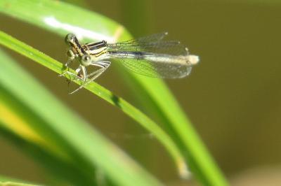 Agrion à larges pattes