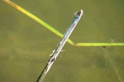 Agrion de Vander Linden