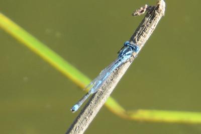 Agrion de Vander Linden