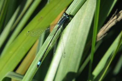 Agrion élégant