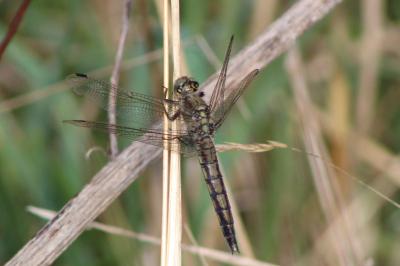Orthétrum réticulé 